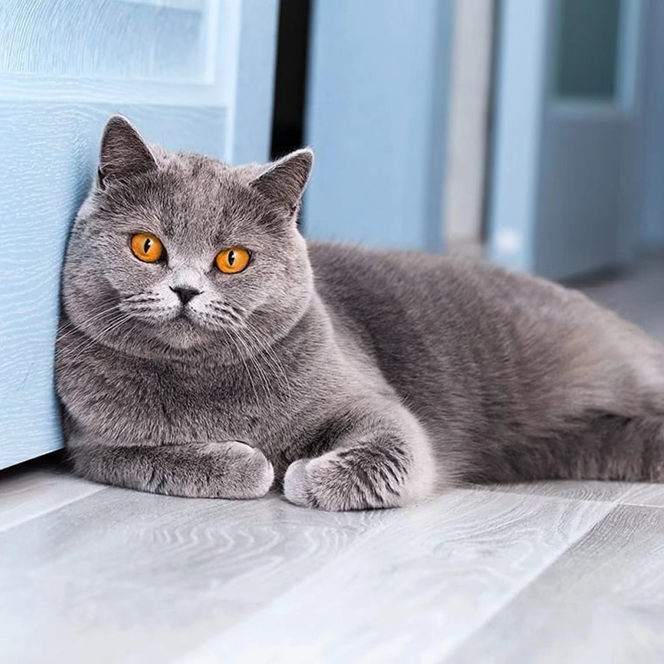 Original British Shorthair cat photo before Ballerina pet portrait AI transformation - elegant cat art