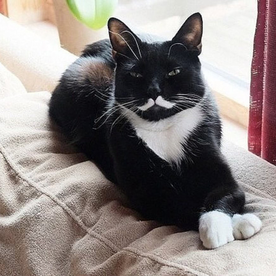 Original cat photo before Cyber Hacker pet portrait AI transformation - custom pet art generator