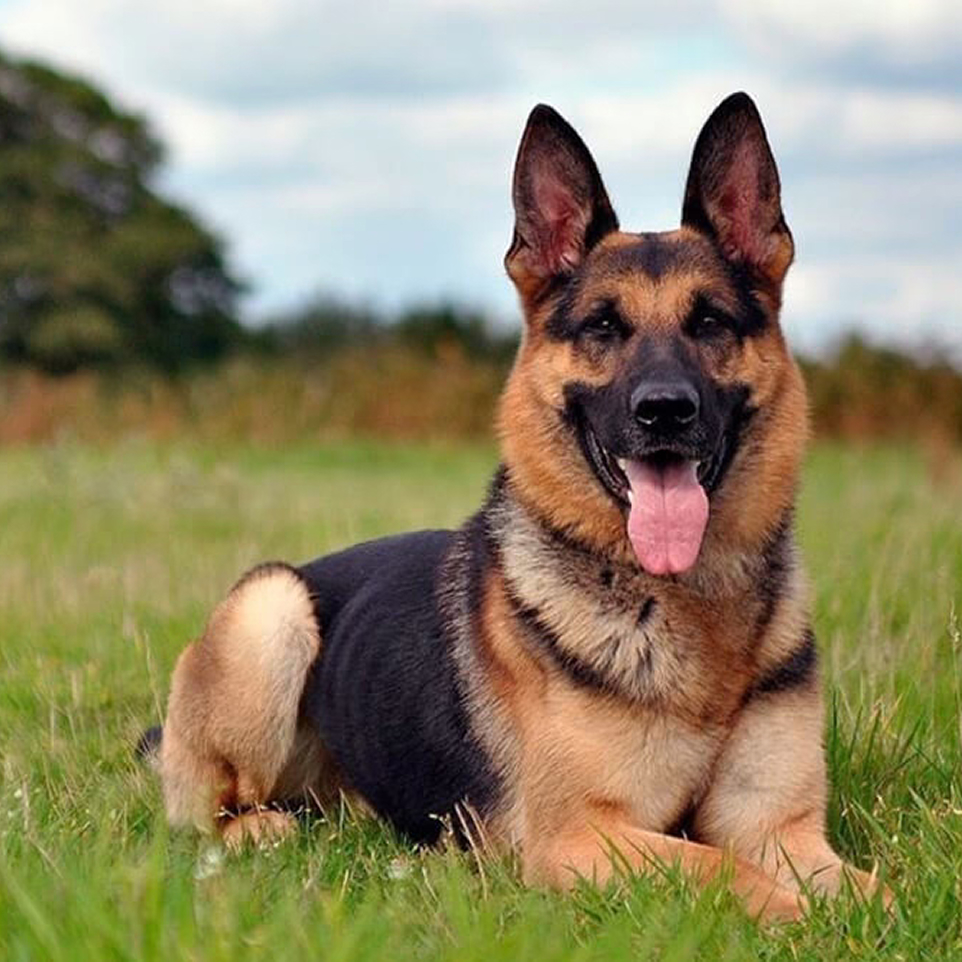 Original German Shepherd photo before Police K9 pet portrait AI transformation - working dog art